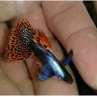 ราคา ปลาหางนกยูง หูช้างโมเสค แถม อาหารปลาหางนกยูง ไฮเกรด ทุกกล่อง (21472963665)