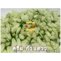 ราคา ดอกจำปา ดอกจำปี จำปี จำปา ดอกไม้ปลอม (16629351423)