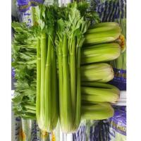ราคา พร้อมส่ง เซเลอรี่สดนำเข้า celery ขึ้นฉ่ายฝรั่ง (21616875202)