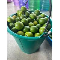 ราคา มะนาว สด มะนาวแท้ เก็บสดจากสวน ออแกนิค ปลอดสาร (20461883065)