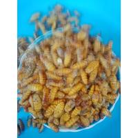 ราคา ดักแด้ตัวไหมแช่แข็ง1ก ก1แพค (21643675499)