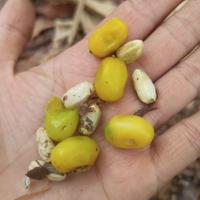 ราคา เมล็ดพันธุ์ สะเดามัน 200เมล็ด50บาท สะเดาขมน้อย สะเดา (21490238782)