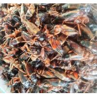 ราคา จิ้งหรีดดำแช่แข็ง1แพค1ก ก (21582690714)