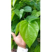 ราคา ใบพลูเหลือง ใบพลูสด ใบพลูกินหมาก 1 กิโลกรัม เก็บสดๆจากสวนทุกวัน (20608646933)