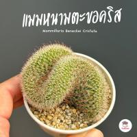 ราคา แมมหนามตะขอคริส Mammillaria Beneckei Cristata แคคตัส กระบองเพชร cactus succulent (21645985729)