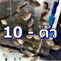 ราคา ลูกปลาหมอสี ฟลาวเวอร์ฮอร์น ขนาด 2 เซนติเมตร (21652652837)