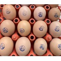 ราคา ไข่เชื้อไก่ประดู่หางดำ ฟองละ 30 บาท รับ 10 ฟอง แถมฟรีเพิ่มให้อีก 2 ฟอง (21569249251)