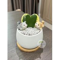 ราคา ต้นโฮย่าหัวใจด่าง ต้นไม้จริง กระถางเซรามิก เม็ดดินเผาตกแต่ง ตุ๊กตาตกแต่ง Minimal28 (17410302898)