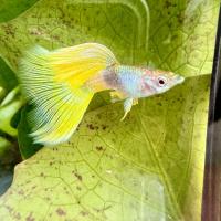 ราคา ปลาหางนกยูง คัดเกรด แถม อาหารปลาหางนกยูง ทุกกล่อง รับประกันตลอดการจัดส่ง 14 (21491663733)