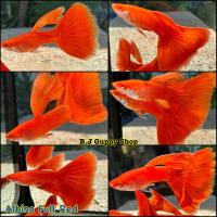 ราคา ปลาหางนกยูง คัดเกรด แถม อาหารปลาหางนกยูง ทุกกล่อง รับประกันตลอดการจัดส่ง 14 (21491663690)