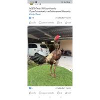 ราคา ไข่เชื้อพม่าเยียร์100 ไข่ชุดนี้เป็นแม่ไก่ที่ปล่อยผสมรวมกันท่านกดสั่งได้เป็นไข่เชื้อพม่าสายเลือด ส มีสุวรรณ เป็นไก่เหลี่ยมลีลาม้าล่อแข้งหน้าถือว่าเด็ด (21593174708)