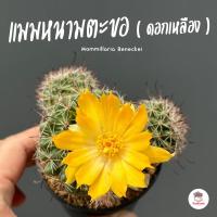 ราคา แมมหนามตะขอดอกเหลือง Mammillaria Beneckei แคคตัส กระบองเพชร cactus succulent (21646235203)