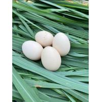 ราคา ใข่เชื้อไก่เหลืองหางขาว 5 พระองค์ สายพันธุ์พิษณุโลก (21526867393)