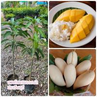 ราคา มะม่วงน้ำดอกไม้สีทอง แบบเสียบยอด 1 ชุดได้ 2 ต้น แข็งแรงพร้อมปลูก มะม่วง ผลไม้ ต้นไม้ ต้นมะม่วง (13846119632)
