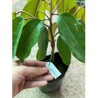 ราคา ต้นพันธุ์ทุเรียนแดงอินโด ใบใหญ่กว่าทุเรียนพันธุ์อื่นๆเนื้อข้างในสีแดงเข้ม ต้นละ159 บาท (18023748393)