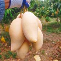 ราคา มะม่วงน้ำดอกไม้สีทอง ในห่อ อินทรีย์ หวานหอมอร่อย ปลอดภัย ไร้สารเคมี สดใหม่ทุกลูก (21273733443)