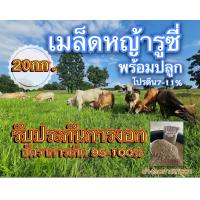 ราคา รูซี่ เมล็ดหญ้ารูซี่ 20 กิโลกรัม รับประกันการงอก พร้อมปลูก หญ้าลูซี่ หญ้าเลี้ยงสัตว์ หญ้า พันธ์ุหญ้า หญ้าเลี้ยงวัว (18726675647)