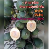 ราคา หมากสด หมากออ่น หมากออ่นหน้าเต็ม เนื้อนุ่ม อร่อย หมากสดจากชาวสวน ขายเองหมากคุณภาพสูง ผ่าคัดพิเศษ ทุกทะลายตรวจเช็ค ให้ได้หมากออ่น100 กอ่นแพ็คส่งลูกค้าทุกออเดอร์ หมากสด ผ่าง่าย กันง่าย เนื้อนุ่ม อรอ่ยจ 