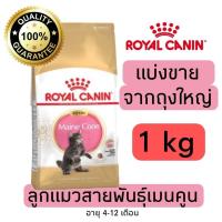 ราคา แบ่งขาย อาหารแมว Royal canin Kitten Maincoon ลูกแมวพันธุ์เมนคูน อายุ 4 12เดือน 500g 800g 1kg อาหารแมวรอยัลคานินแบบแบ่งขาย (21638211016)