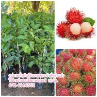 ราคา ต้นเงาะโรงเรียน แบบทาบกิ่ง 1 ชุดได้ 2 ต้น เงาะโรงเรียน เงาะนาสาร (17281587984)