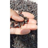 ราคา เม็ดเหรียง หน่อเหรียง เหมาะสำหรับนำไปเพาะเปอร์เซ็นต์งอกสูง (21467900442)