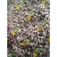 ราคา สะดิ้งไข่ ต้มสุก แช่แข็ง พร้อมจำหน่าย ทำอาหารได้หลากหลายชนิด ทั้งทำเป็นกับข้าว หรือทอดทานเล่น (21614237607)