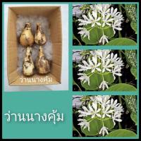 ราคา ว่านนางคุ้ม จิ๋วชุด4หัว99บ ไม้มงคล ว่านศักดิ์สิทธิ์ ผู้เฒ่าเฝ้าบ้าน หัวว่าน (17111742950)