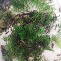 ราคา ลูกกุ้งก้ามแดงชูุดล่ะ50ตัว (21703743802)