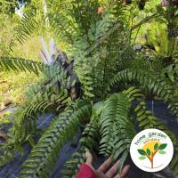 ราคา ขายเป็นกำ เฟิร์นสไบนาง เฟิร์นสไบนางต้นใหญ่ใบยาว เฟิร์นสไบนางเฟิร์นที่แสดงถึงความอุดมสมบูรณ์ จัดส่งแบบถอนสด (20900625602)