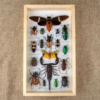 ราคา กรอบรูปแมลงสต๊าฟ กรอบรูปแมลงต่างๆ แมงป่อง แมงมุมสต๊าฟ กรอบรูปไม้ติดผนัง กรอบรูปผีเสื้อสต๊าฟ เพื่อการเรียนรู้ กรอบตกแต่งบ้าน (21016450602)