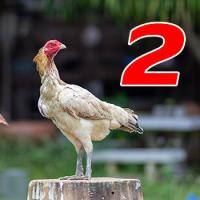 ราคา ไข่เชื้อไก่ชน เจ้าออฟติมัส ทายาทบัมเบิ้ลบี เยียร์ญี่ปุ่นง่อนก๋อย ทับกับแม่ก๋อยเยียร์ชุดวีไอพี และแม่ญี่ปุ่น ไข่เก็บใหม่ทุกวัน จัดส่งเร็ว (21689890401)