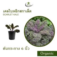 ราคา เคลใบหยิกสการ์เล็ต Organic Scarlet Culry Kale (21526294273)