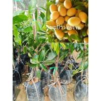 ราคา ต้นมะปรางหวาน พันธุ์สุวรรณบาตร ต้นทาบกิ่งขนาด80 90cm ลักษณะเด่นคือ ผลมีขนาดใหญ่กว่าผลมะปรางทั่วไป รสชาติหวานกรอบ เนื้อสุกแน่น แข็ง ไม่เละ เนื้อเยอะ กินได้ทั้งเปลือก (18639147831)