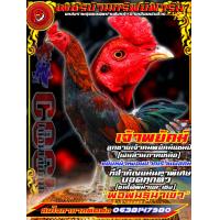 ราคา ไข่ไก่ชนสายเลือดเงินล้านภาคเหนือนำเข้าผสมกับแม่สายเลือดโรงหมี่ราคาฟองละ120บาท โปรโมชั่นซื้อ3ฟองแถมฟรีอีก1ฟอง ซื้อ5ฟองแถมอีก2ฟอง (17436234933)