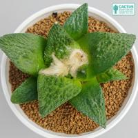 ราคา อริโอคาปัส ฟิชชู Ariocarpus Fissuratus Rare item No 2 (21573054074)