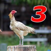 ราคา ไข่เชื้อไก่ชน เจ้าออฟติมัส ทายาทบัมเบิ้ลบี เยียร์ญี่ปุ่นง่อนก๋อย ทับกับแม่ก๋อยเยียร์ชุดวีไอพี และแม่ญี่ปุ่น ไข่เก็บใหม่ทุกวัน จัดส่งเร็ว (21689890402)