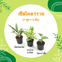 ราคา เซ็ตโคตรรวย 1 ชุด 3 ต้น โชคเก้าชั้น มีทรัพย์ เงินเงินเงิน ต้นไม้มงคลสวยๆ เสริมโชคลาภ ร่ำรวย ประดับบ้าน โต๊ะทำงาน (19052555856)