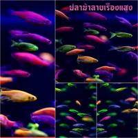 ราคา อาหารปลา ปลาม้าลายเรืองแสงคละสีสวยๆ เซ็ท 5 แถม 1 มีประกันระหว่างจัดส่ง (21487567408)