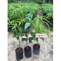 ราคา มะม่วงเขียวใหญ่ 1 ชุดได้ 2 ต้น แบบเสียบยอด มะม่วง ผลไม้ เขียวใหญ่ สวน ต้นไม้ ปลูกต้นไม้ ไม้ผล (9479819136)