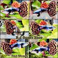 ราคา ปลาหางนกยูง เรดโมเสค แถม อาหารปลาหางนกยูง ไฮเกรด ทุกกล่อง (21359672486)