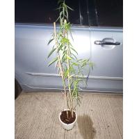 ราคา ต้นกล้าหลิวลู่ลม ไม้มงคล นิยมปลูกในบ้าน เสริมสิริมงคล ตอนกล้าหรือลู่ลม ขนาดเล็ก สไตล์มินิมอล (21715784688)