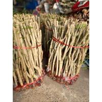 ราคา กิ่งชะอมพร้อมปลูก1ชุด50กิ่ง380 บาท (21704346132)