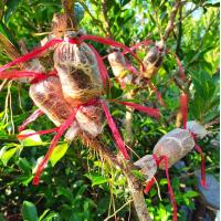 ราคา กิ่งตอนไทรเกาหลี ความยาว 50 80ซม รากแน่นๆ ลงดินได้เลยไม่ต้องชำ ทำรั้วสวยๆ ในราคาประหยัด รอบต่อไป หลังสงกรานต์ค่ะ (21561330018)