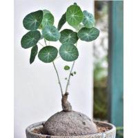 ราคา Stephania Erecta Craib ว่านบัวบก บัวบกโขด บอนไซ ไม้โขด ไม้หัว โชว์หัว ไม้ประดับ Gotu kola ขนาดเทียบกับลูกเทนนิส ไม้ประดับ หายาก ทนแดด ทนฝน จัดส่งพร้อมกระถาง 6 นิ้ว พร้อมใบ (21008558424)