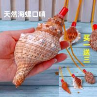 ราคา ฮอร์นหอยสังข์ธรรมชาตินกหวีดแตรเป่าได้นกหวีดเปลือกหอยขนาดใหญ่พิเศษของเล่นเด็กนกหวีดแตรขนาดเล็กสามารถเป่าได้ (11311865120)