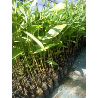 ราคา ต้นกระถินเทพา20 30เซนติเมตร ชุด10ต้น180บาท (17223703822)