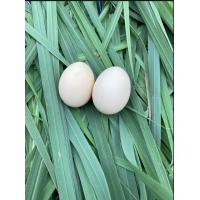 ราคา ใข่เชื้อไก่เหลืองหางขาว 5 พระองค์ สายพันธุ์พิษณุโลก (21526867392)