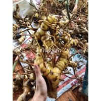 ราคา ข่า ข่าเหลือง ข่าแก่ บรรจุ 10 กิโลกรัม พันธุ์ข่า พันธุ์ข่าเหลือง ออแกนิก ข่าแก่อายุพร้อมปลูกเหมาะสำหรับปลูก ใช้ในร้านอาหาร ใช้ประกอบอาหารในครัวเรือน (9113970889)