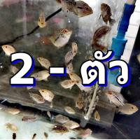 ราคา ลูกปลาหมอสี ฟลาวเวอร์ฮอร์น ขนาด 2 นิ้ว ยิ่งนานวัน ไซส์ยิ่งขยับขึ้น ราคาก็จะขึ้นตามครับ (21652652829)