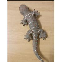 ราคา ตุ๊กแก รุ่นเนื้อดี จากยางพารา ตัวใหญ่ เหมือนจริง (21527295558)